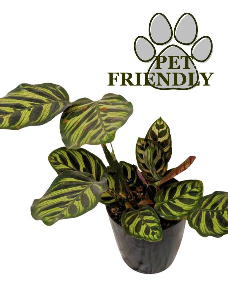 Peacock Calathea Indoor Plant | Elegant Houseplant for Vibrant Decor -  Plant & Paw