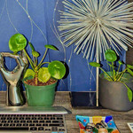 Chinese Money Plant in home design