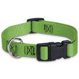 Electric Lime Dog Collar