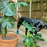 Monstera potted plant and Mastador dog bonding