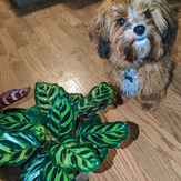 Potted Calathea house plant with a puppy
