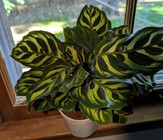 Calathea houseplant top view