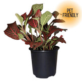 Fittonia Nerve  Plant in red