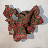 Red Nerve Plant aerial view