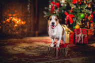 Holiday Prep For Your Pets