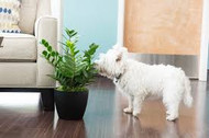 Indoor plants that may poison your dog