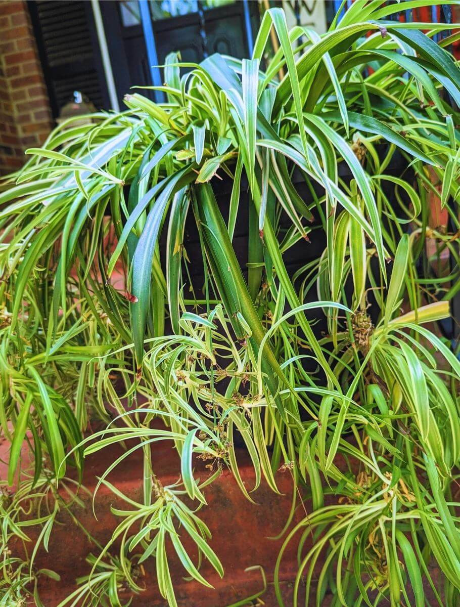 varigated spider plant Chlorophytum comosum 'Variegatum' 10"