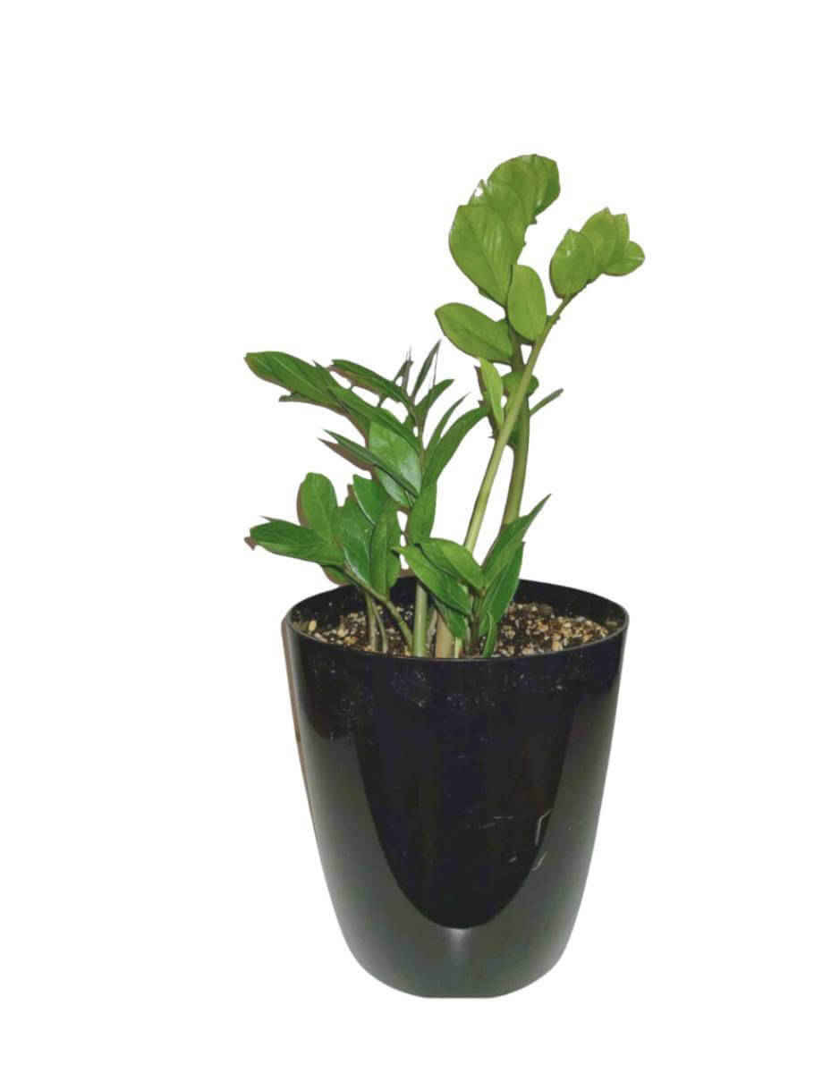 Buy ZZ Raven Plant Online - Indoor House Plant for Sale - Plant & Paw