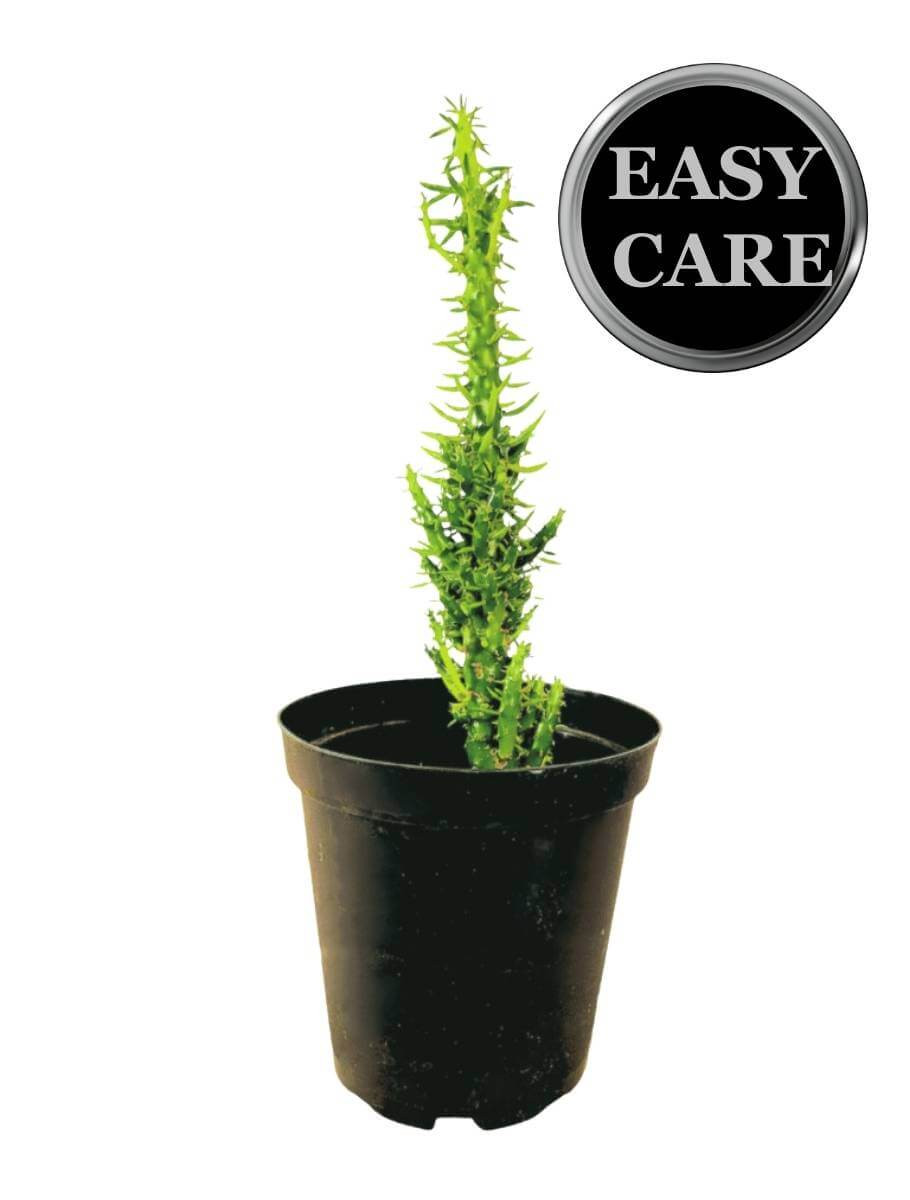 Eve's Needle Cactus - Unique and Resilient Indoor Plant - Plant & Paw