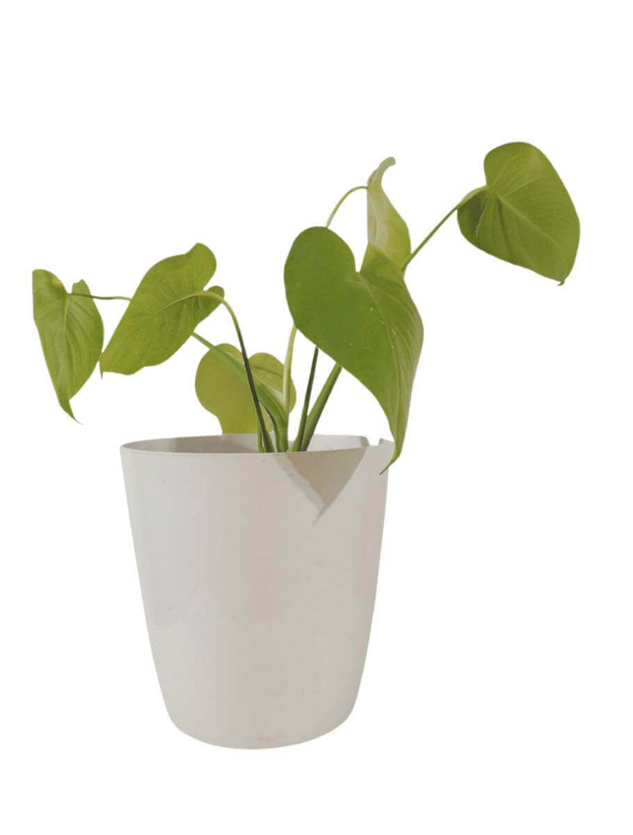 mini snake plant Snake Plant 'Starfish'