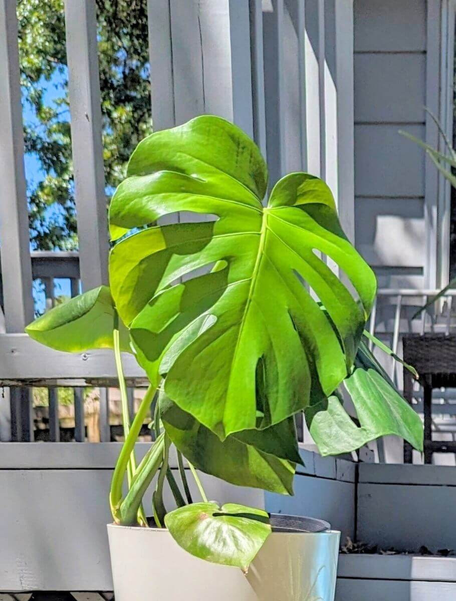 monstera mit topf Topf Monstera Mystery