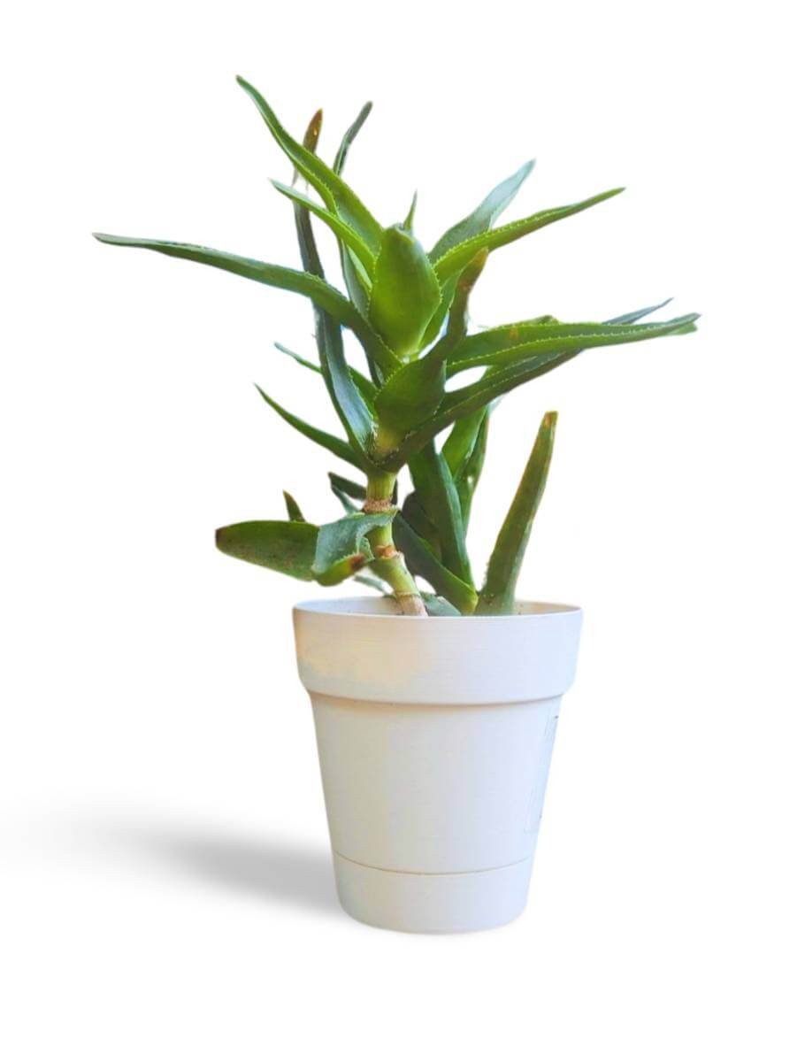 aloe vera trinkgel kaufen Forever Aloe Berry Nectar kaufen