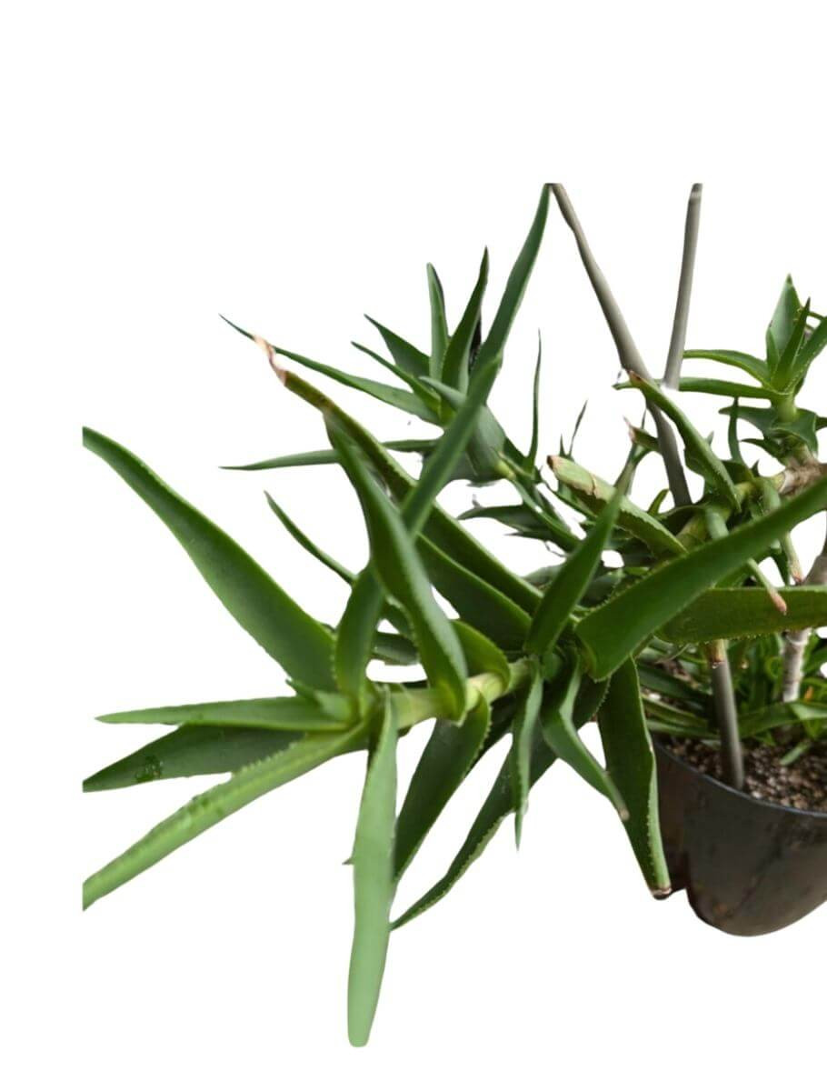Climbing Aloe Indoor Plant - Enhance Your Home with Lush Greenery - Plant &  Paw