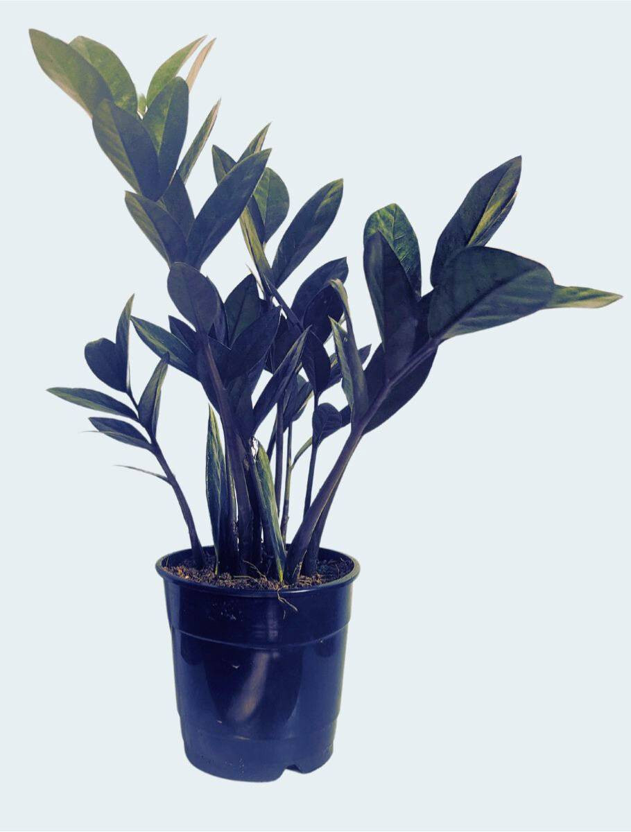 ZZ Raven Indoor Houseplant - Bold Black Foliage & Easy Care for Low Light  Spaces- Plant & Paw