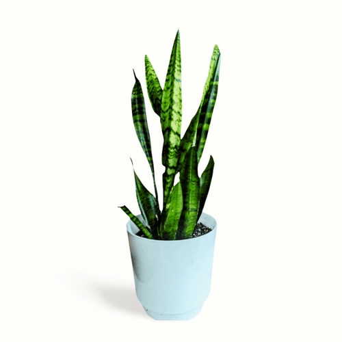 Snake Plant - Sansevieria Zeylanica 