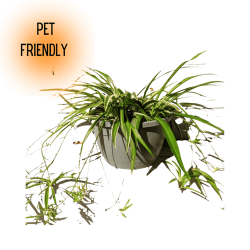 Spider Plants are pet friendly and non-toxic