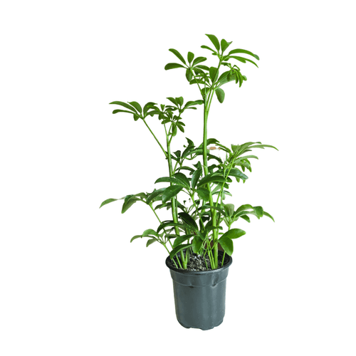 Mini Umbrella Plant in pot