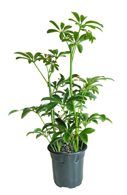 Umbrella Plant Mini houseplant