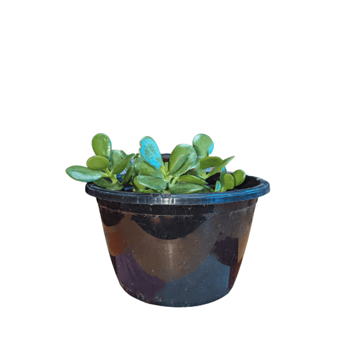 Jade Plant can provide you with a little zen in your life