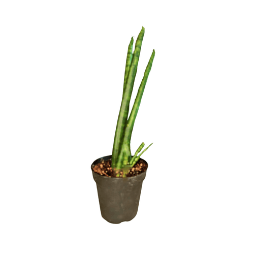 Sansevieria Cylindrica Spear Plant