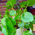 Pilea peperomioid plant