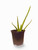 Aloe Vera plant in a black pot growing upward
