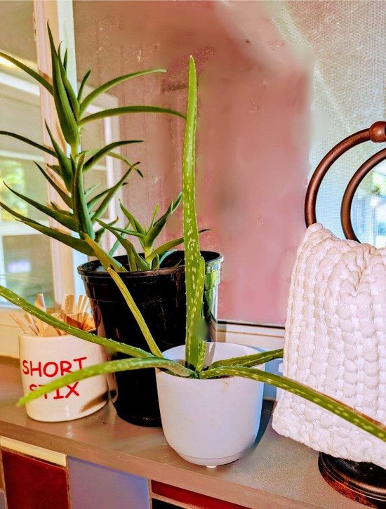 Aloe Vera and Climbing Aloe houseplants side by side -2