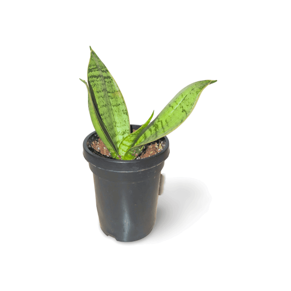 Snake Plant Dracaena Trifasciata