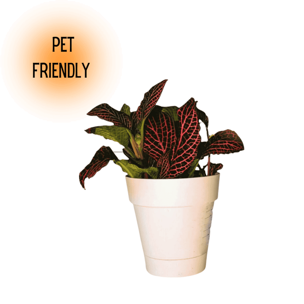 Fittonia Nerve Plant - Red veined