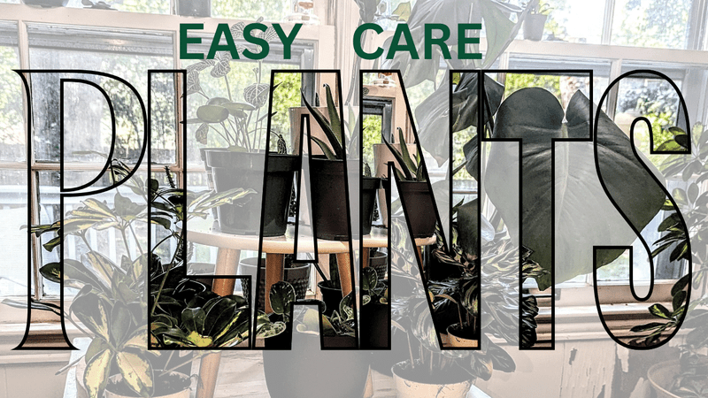 Easy Care Plant Collection