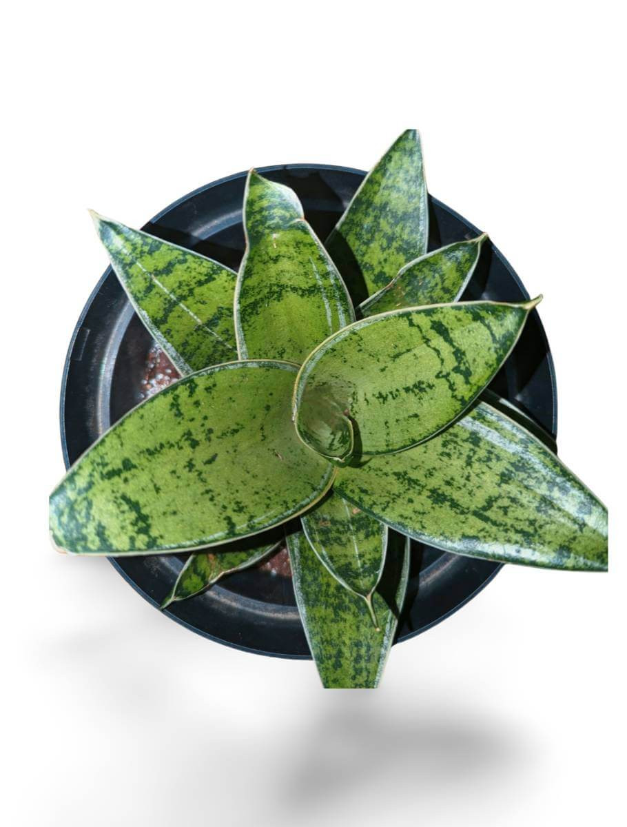 Shop live Hahnii BIrd's Nest Snake houseplants - Plant & Paw