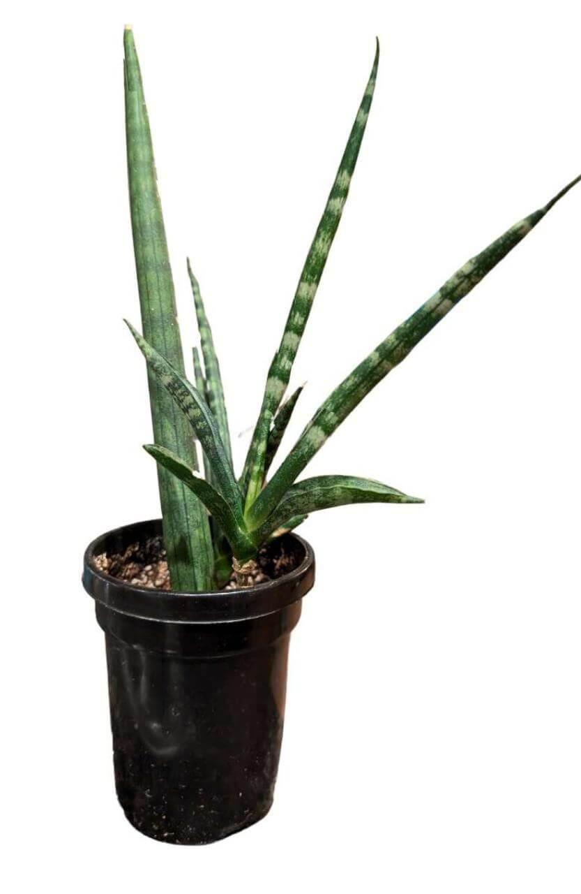 efeutute pflegeleicht Efeutute – Epipremnum Pinnatum Happy Leaf – pflegeleichte