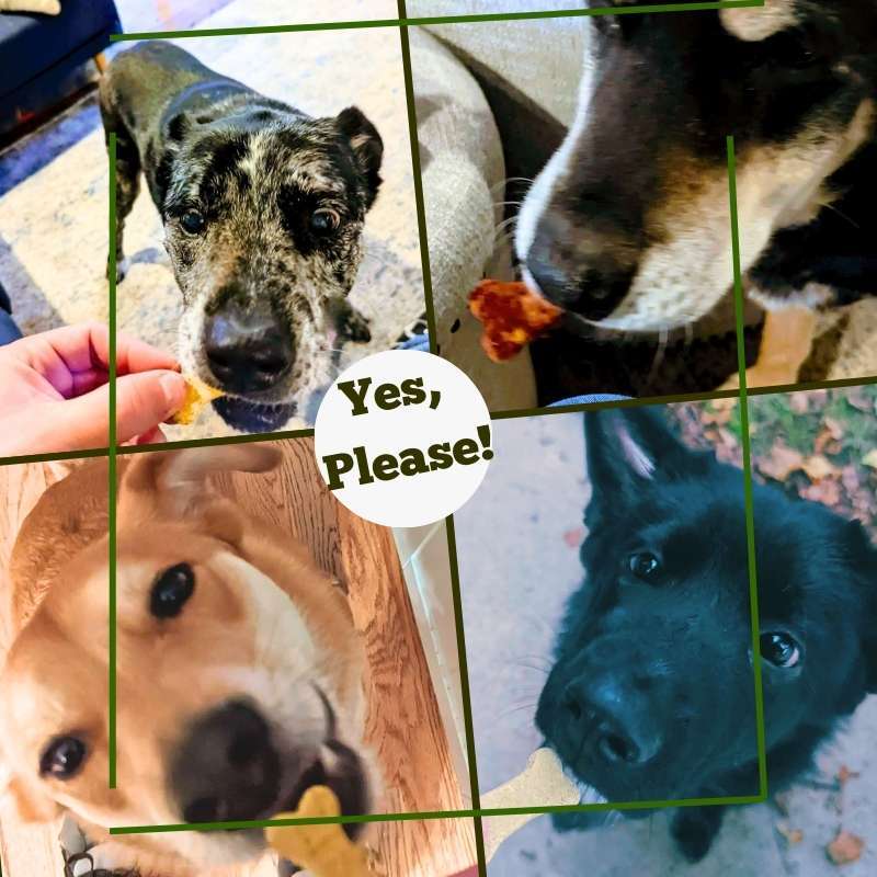 Dog Treats