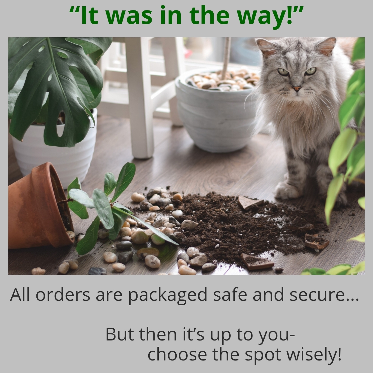 A grey cat next to a broken plant pot, linking to the Plant & Paw refund policy.