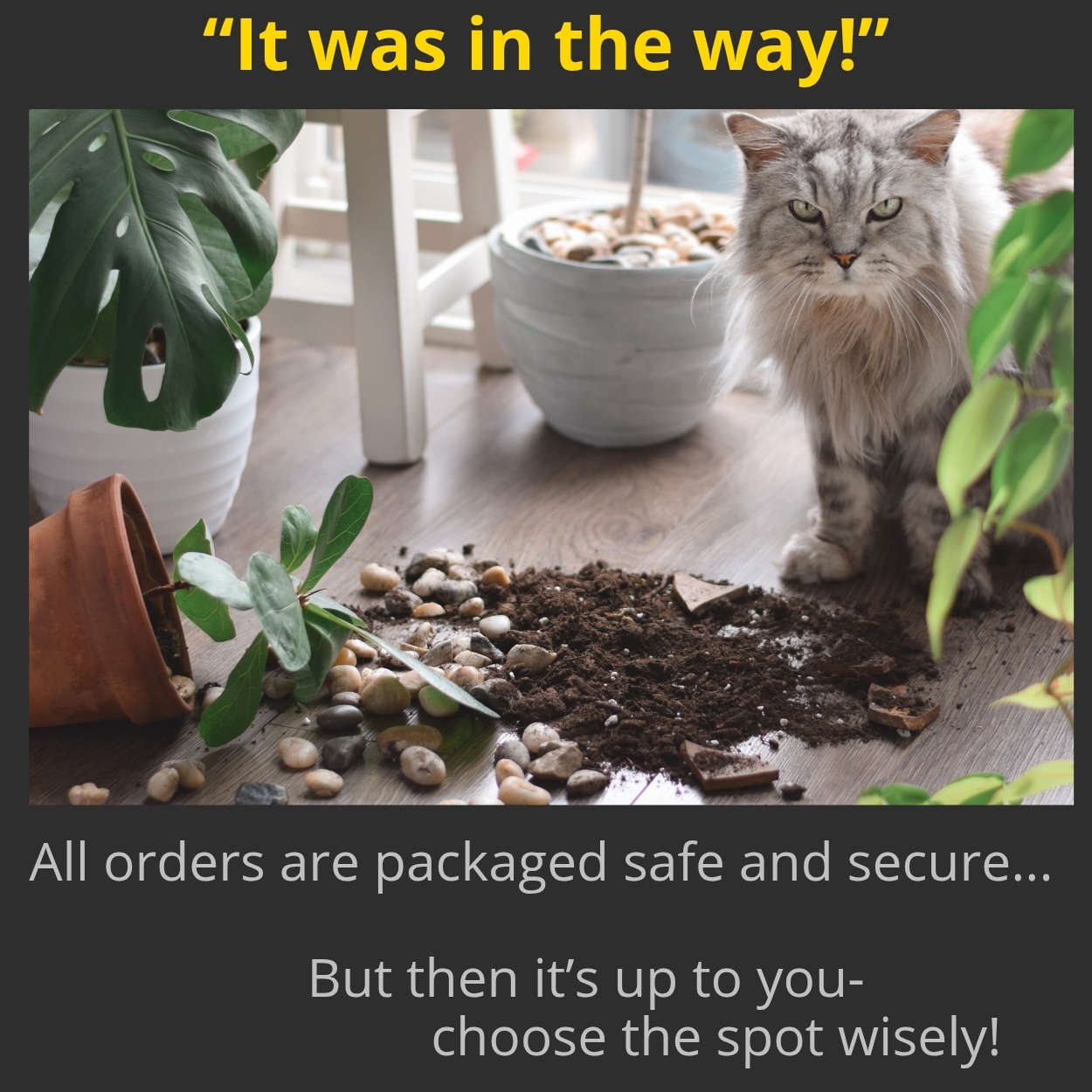 A mischievous cat next to a broken plant pot, linking to the Plant & Paw refund policy.