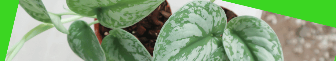 satin-pothos-leaves-1-.png