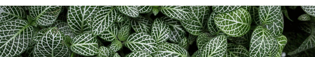 silver-nerve-plant-leaves-1-.png