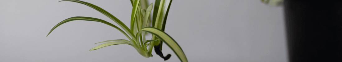 spider-plant-pup-1-.png