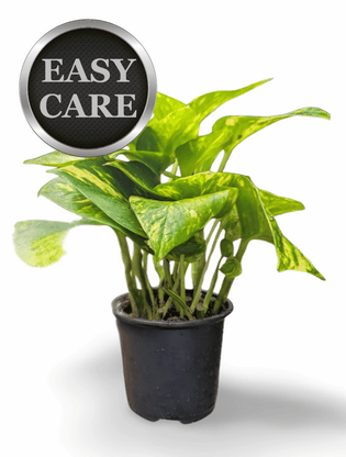 Live Devil's Ivy or Golden Pothos Houseplants - Plant & Paw