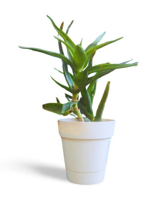 Climbing Aloe Indoor Plant - Enhance Your Home with Lush Greenery - Plant &  Paw