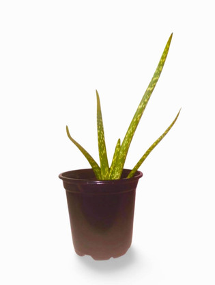 Aloe Vera Indoor Plant - Buy Online | Fresh & Healthy Aloe Plants - Plant &  Paw