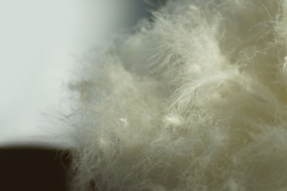 Removing Natural Down or Feather Odor 