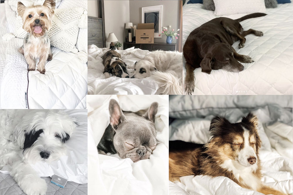 Celebrate National Puppy Day & Stay Protected