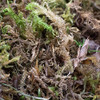 Green and Brown Craft Moss