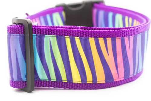 Buckle style Zebra rainbow animal print on purple nylon with black buckle. Collar is 2 inch wide.
