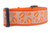 Burlap Pumpkin Dog Collar 2" wide