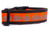 Orange and brown dog collar with a repeating pattern of leopard print pumpkins. 