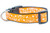 Spiderweb glow dog collar