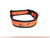 Orange and black dog collar with a spiderweb and spider design.
