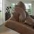 VonRyan - Tobacco - Power Reclining Loveseat (U1040018) by Ashley